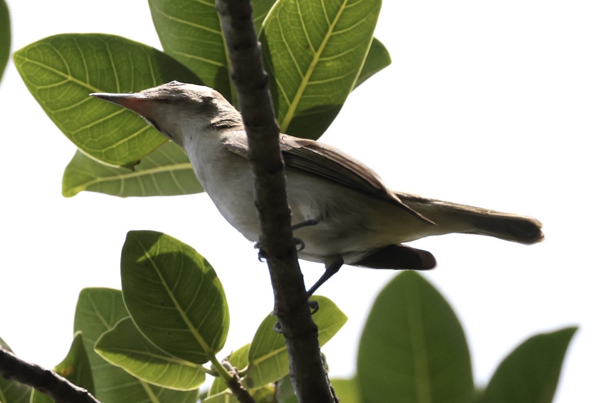 Black-whiskered Vireo - Brandon Corry