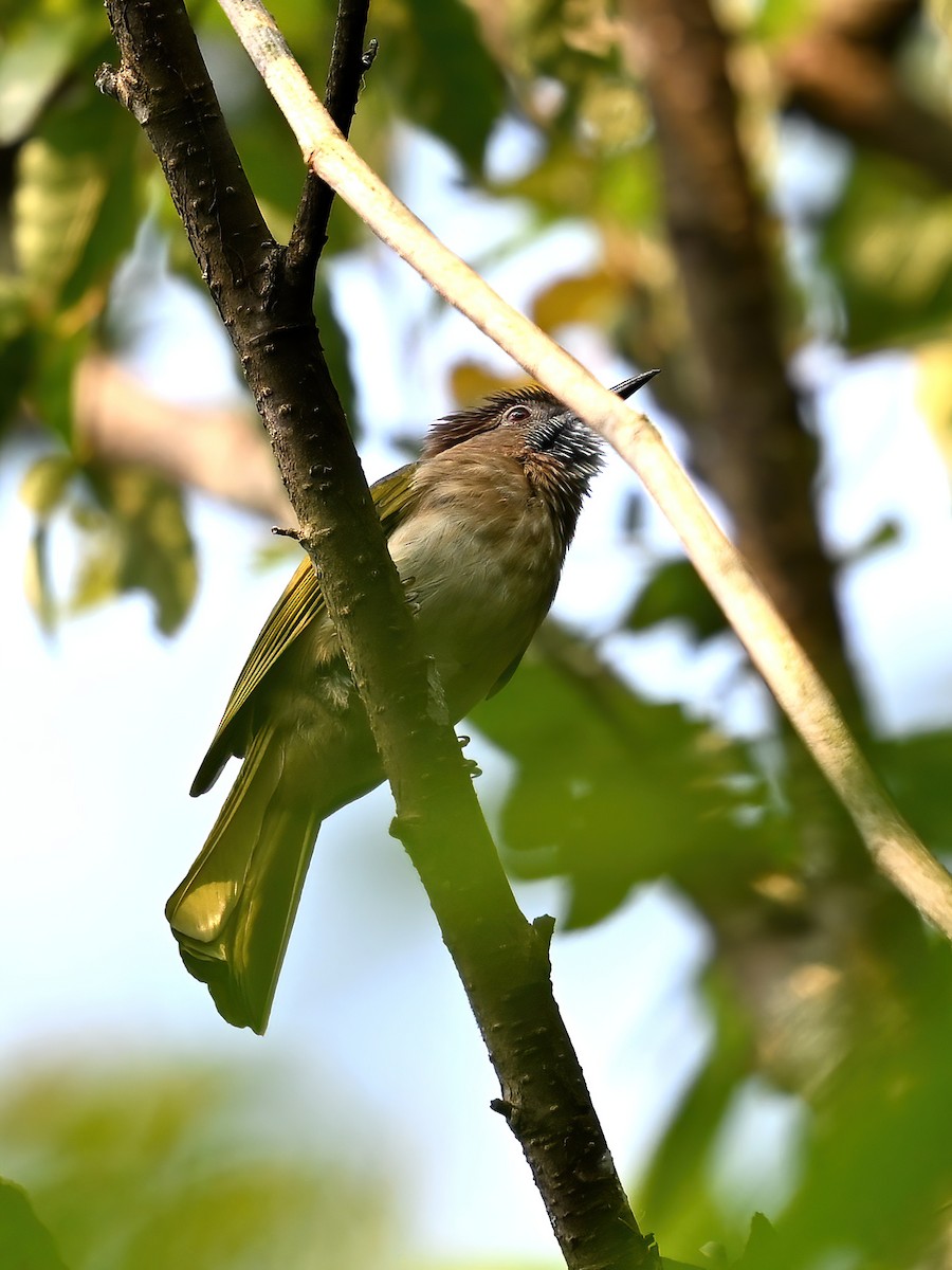 Mountain Bulbul - ML619079114