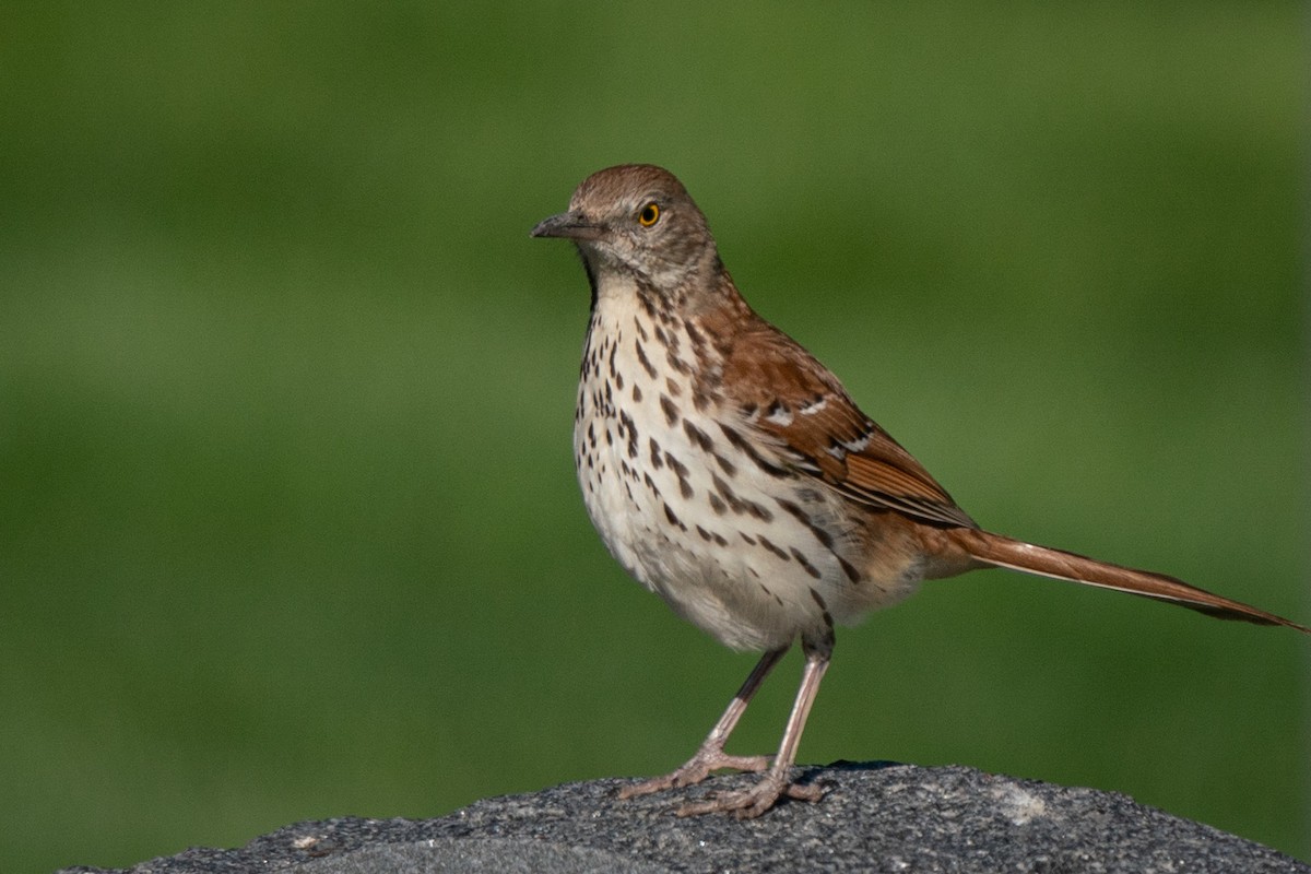 Brown Thrasher - Guy Cadieux