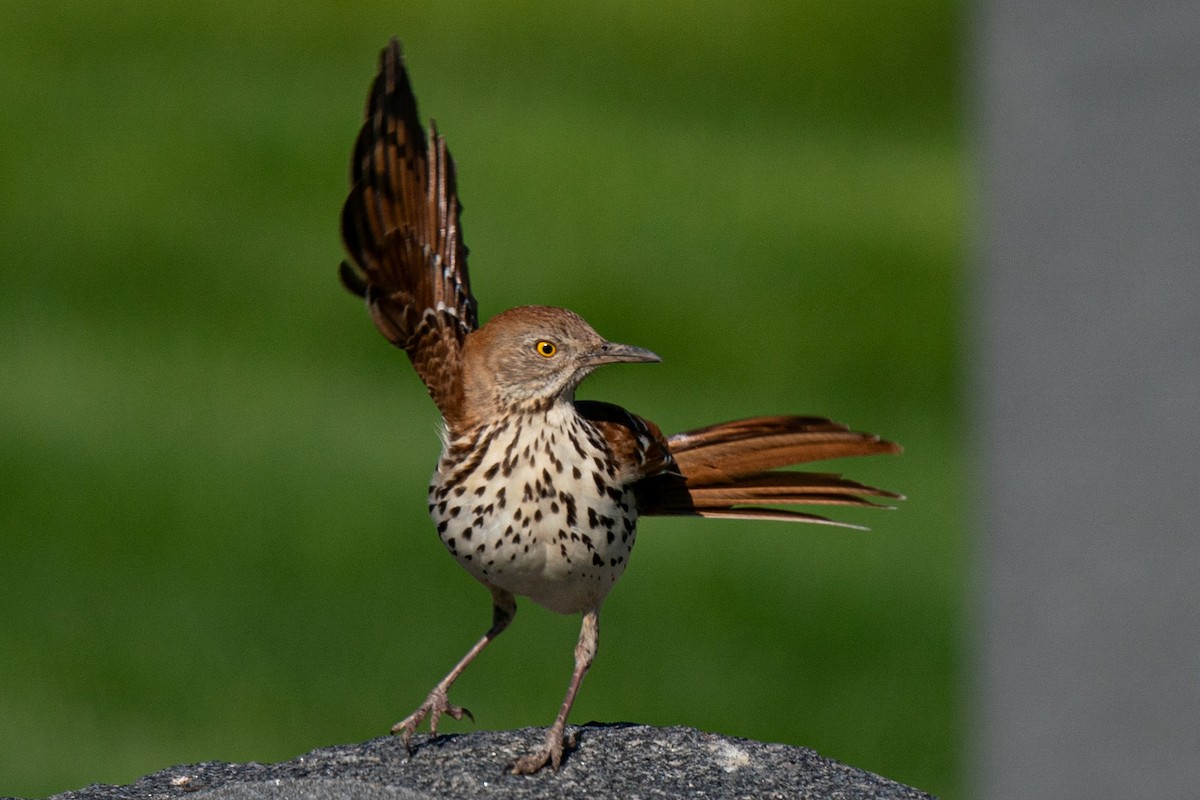 Brown Thrasher - Guy Cadieux