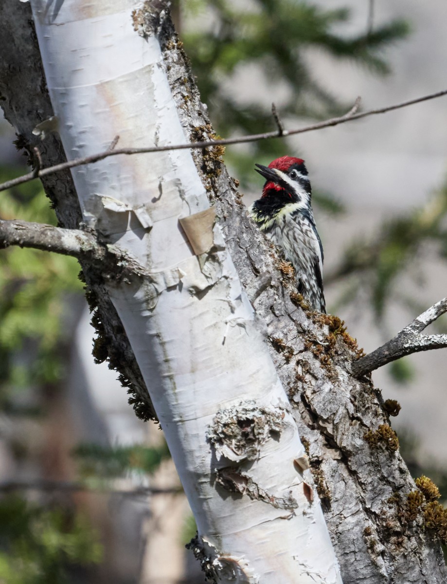 Yellow-bellied Sapsucker - ML619079136