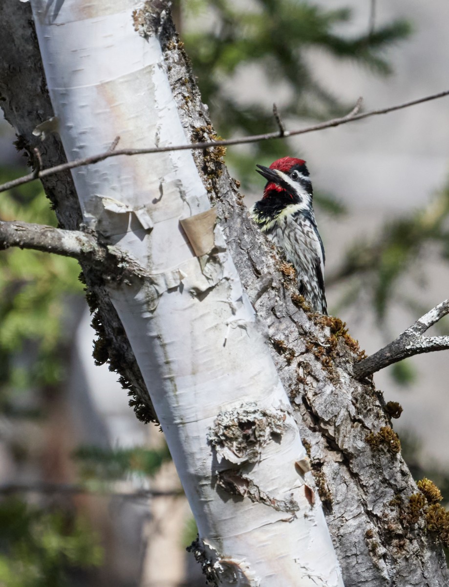 Yellow-bellied Sapsucker - Patrice St-Pierre