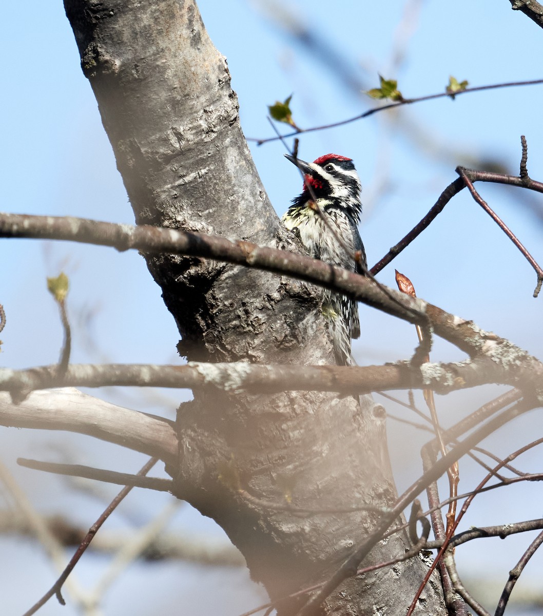 Yellow-bellied Sapsucker - ML619079137