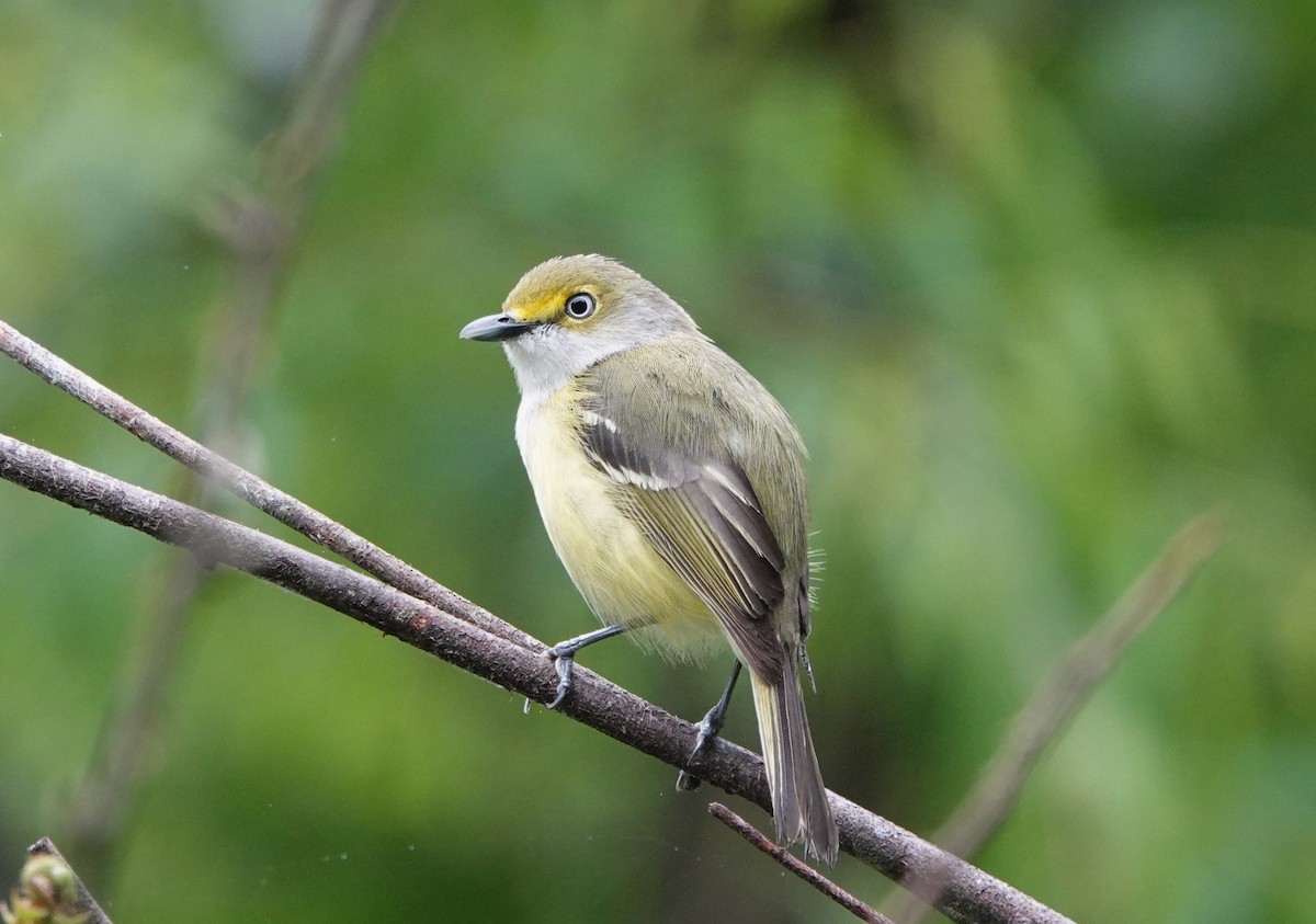 Ak Gözlü Vireo - ML619079141