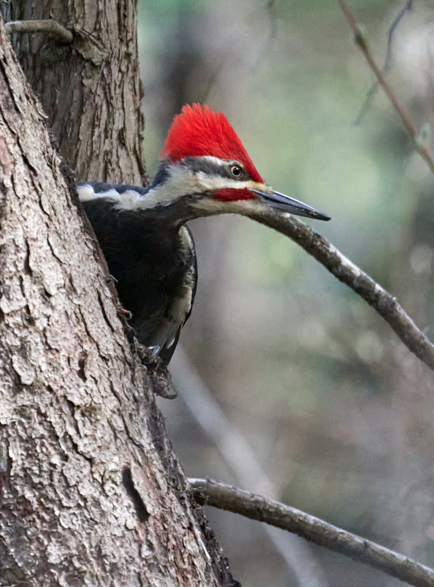 Pileated Woodpecker - Patrice St-Pierre