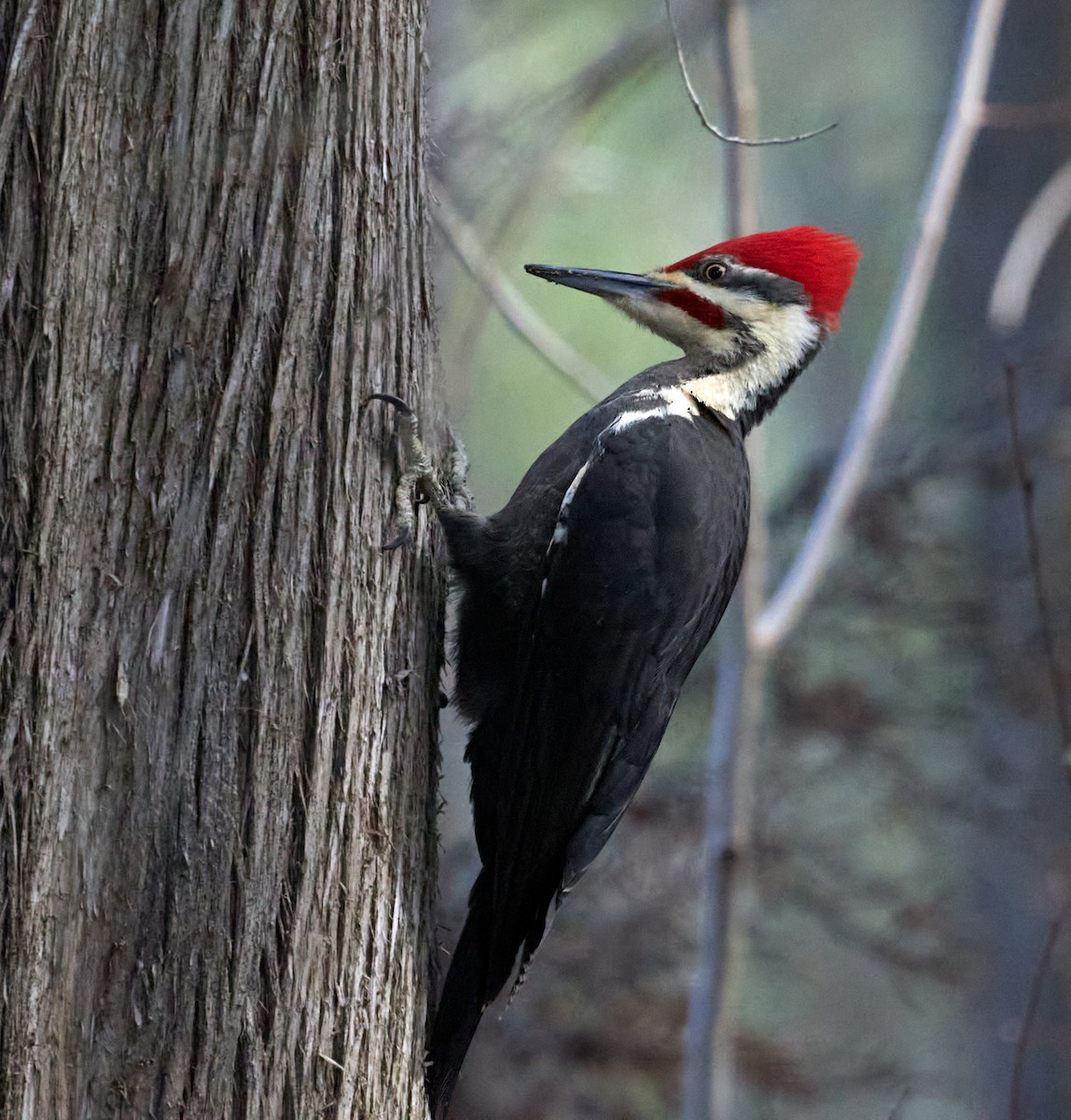 Pileated Woodpecker - ML619079148