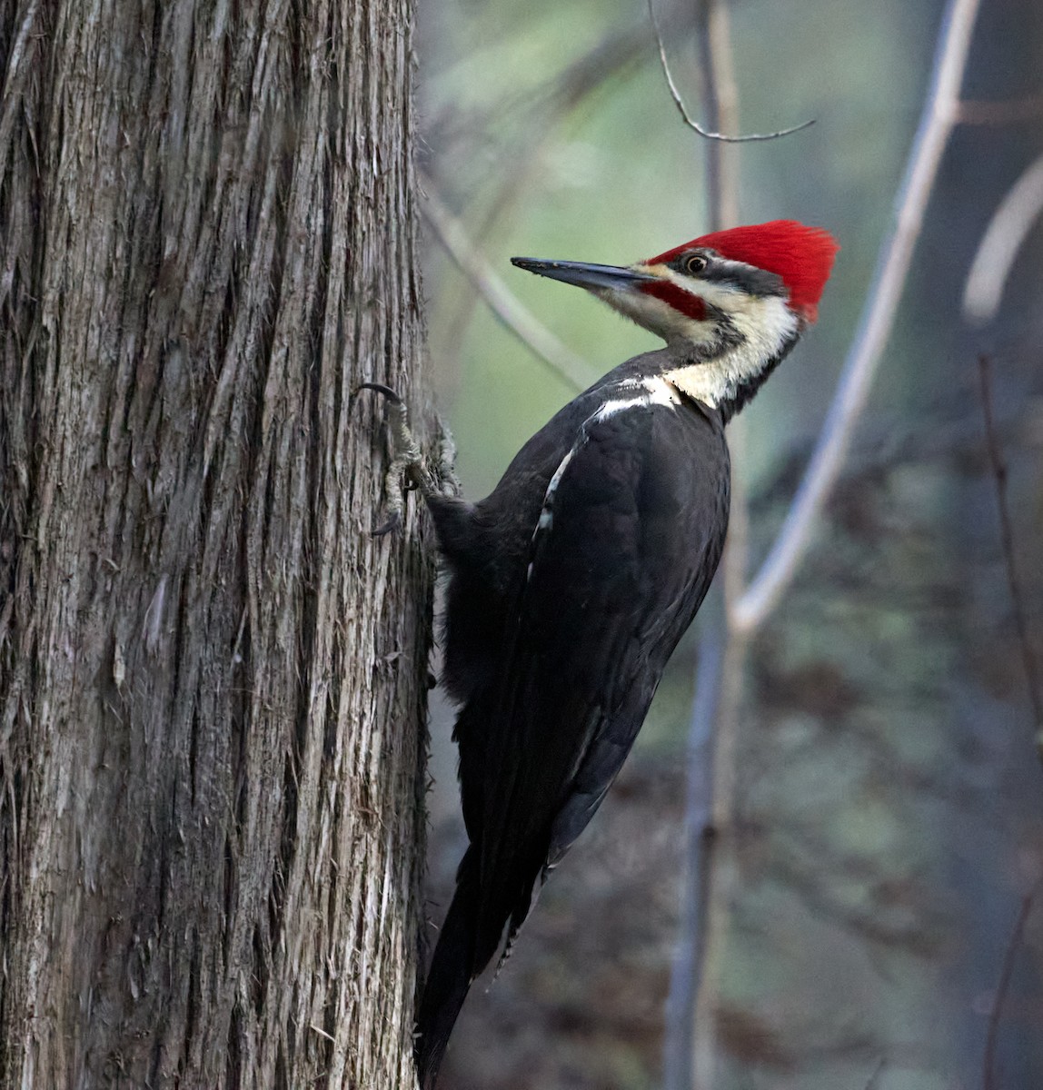 Pileated Woodpecker - Patrice St-Pierre