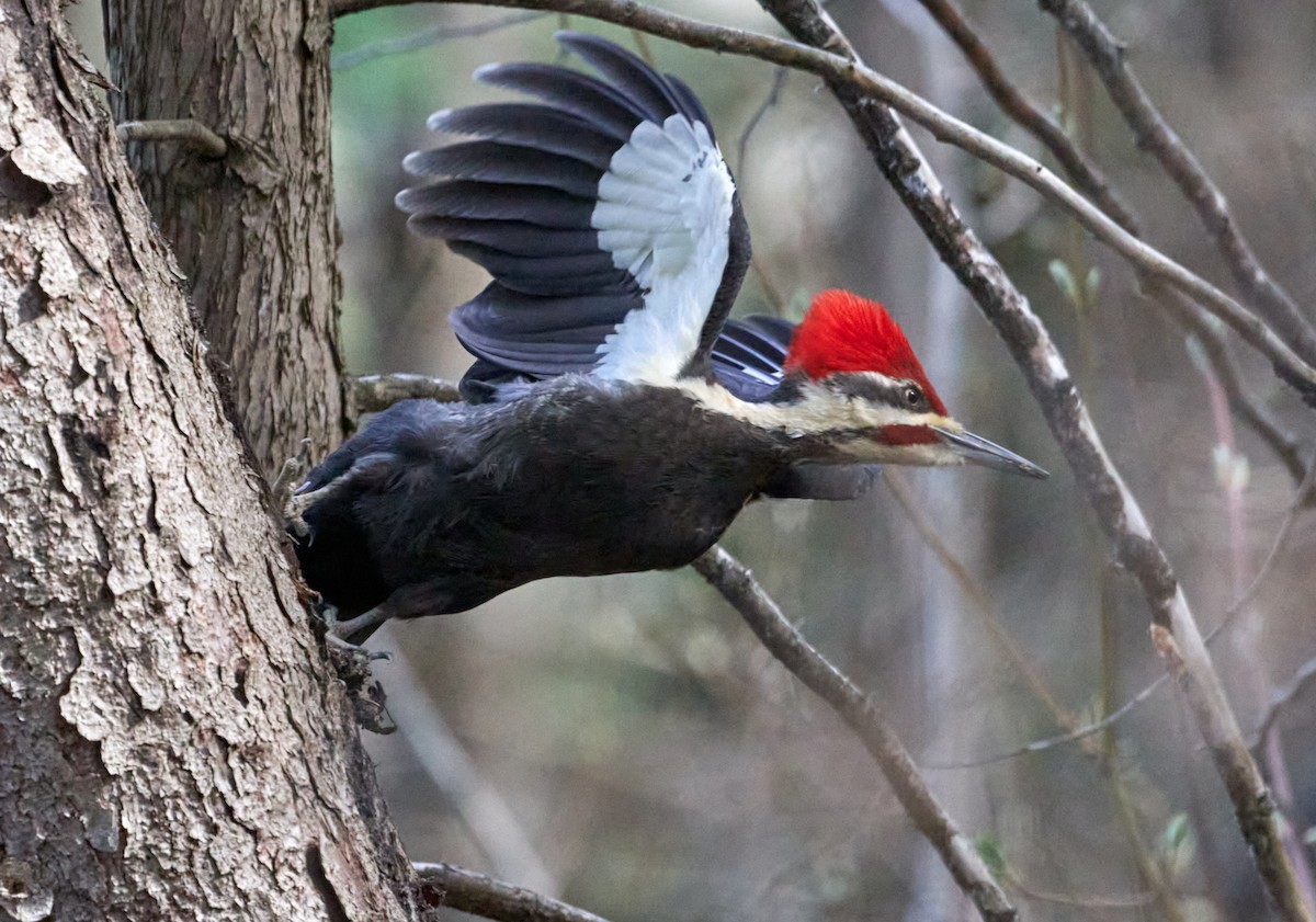 Pileated Woodpecker - ML619079152