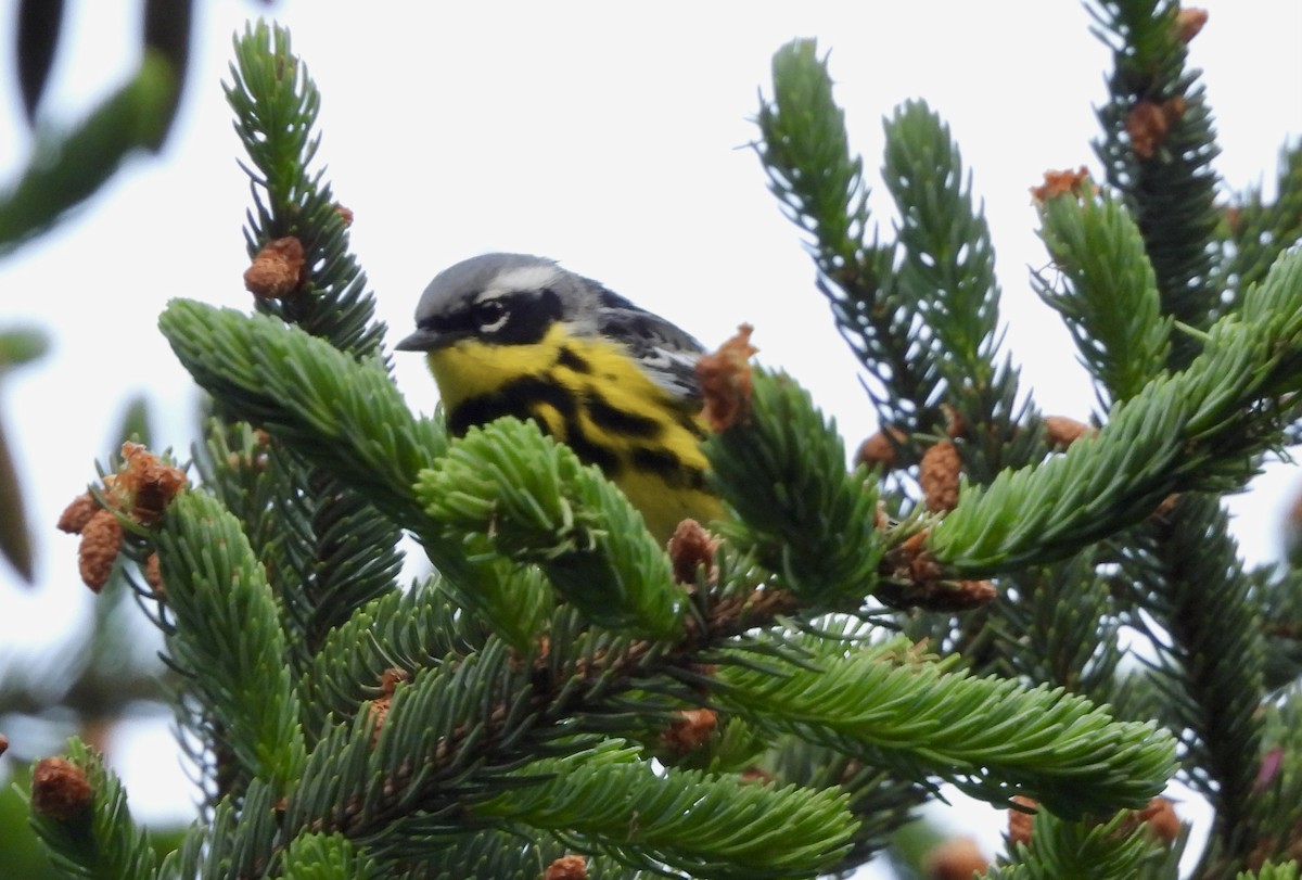 Magnolia Warbler - Tim Ward