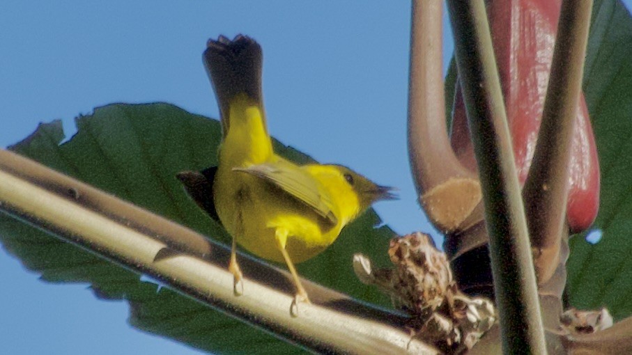 Wilson's Warbler - ML619079166