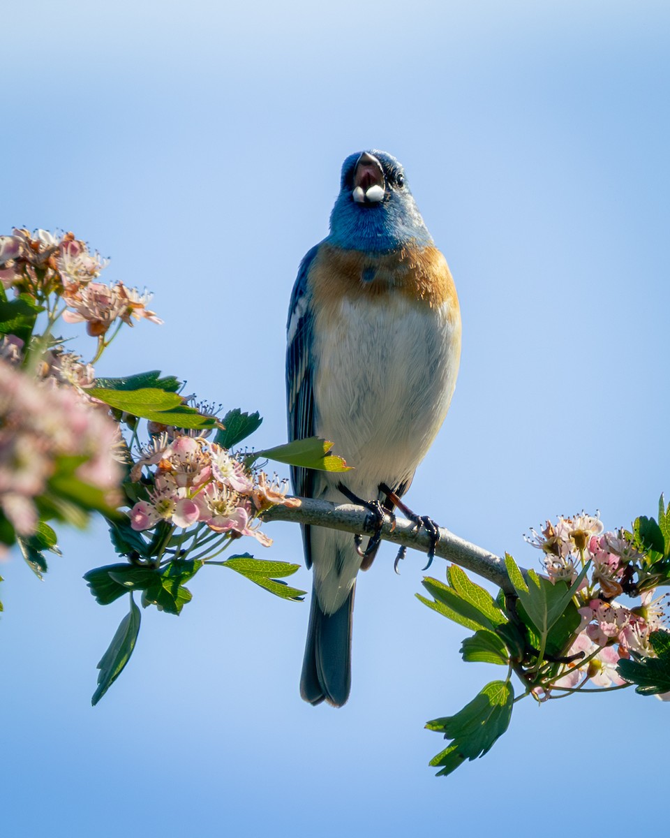 Passerin azuré - ML619079180