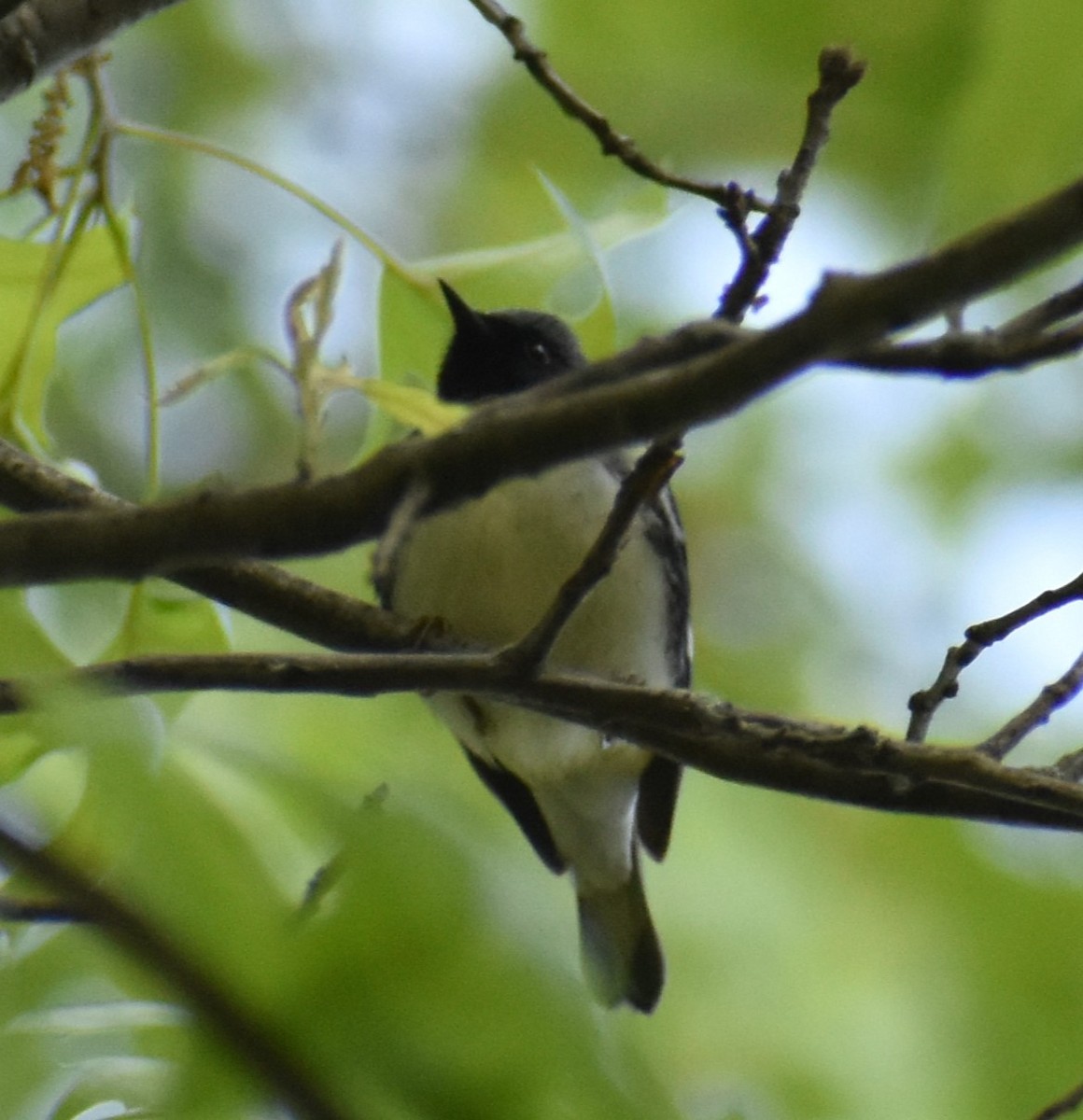 Black-throated Blue Warbler - Luis Munoz