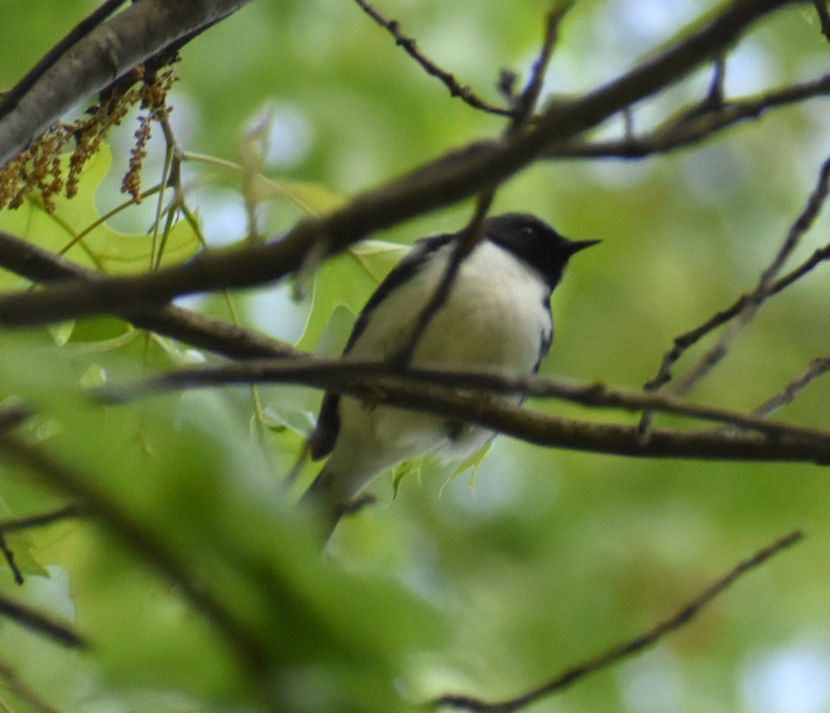 Black-throated Blue Warbler - Luis Munoz