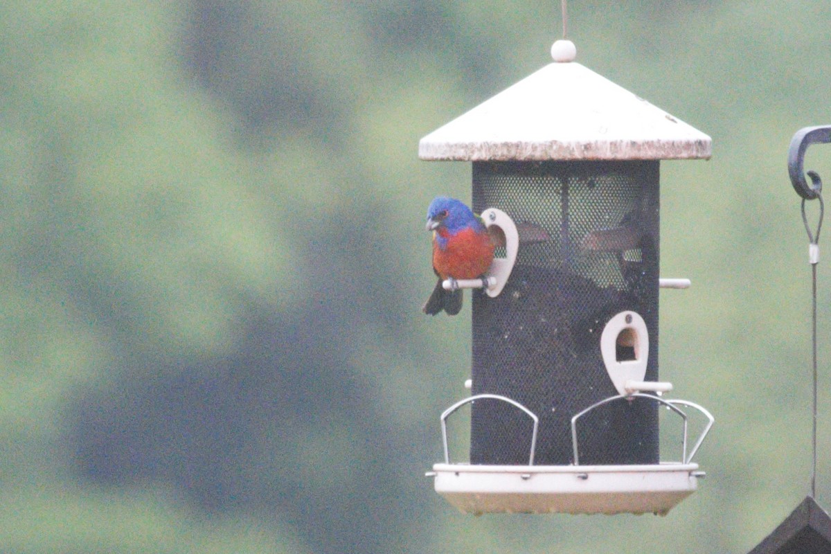 Painted Bunting - ML619079191