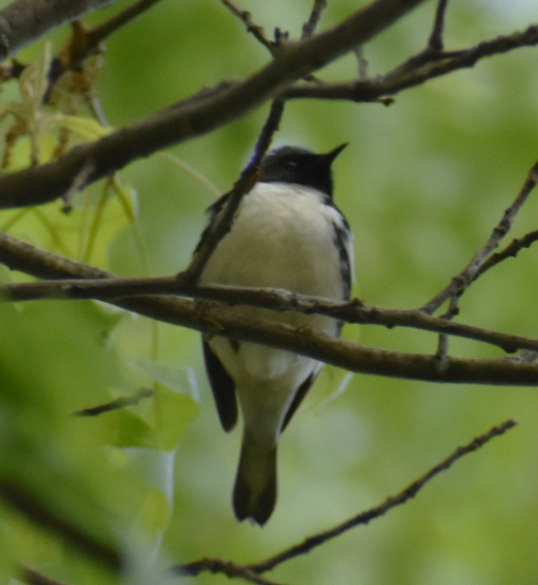 Black-throated Blue Warbler - ML619079197