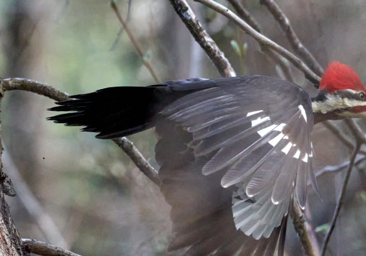 Pileated Woodpecker - ML619079198