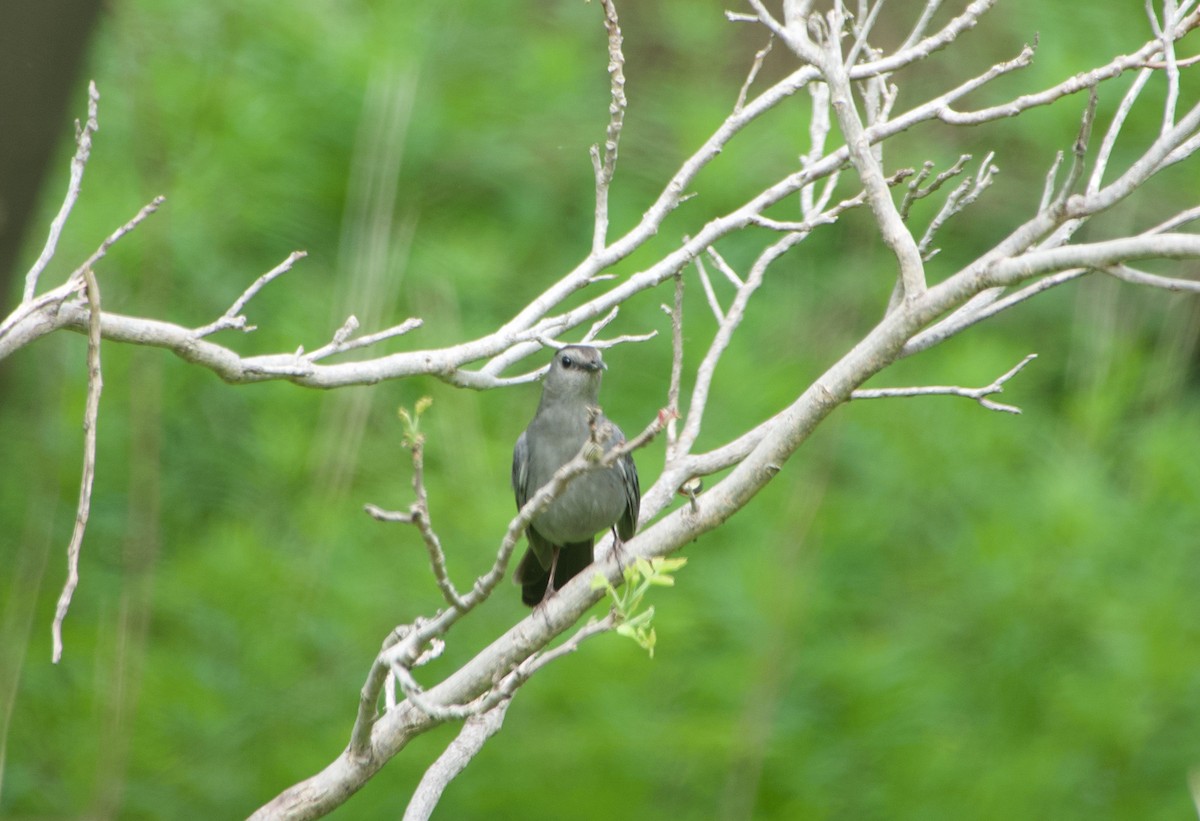 Gray Catbird - Elizabeth Bird