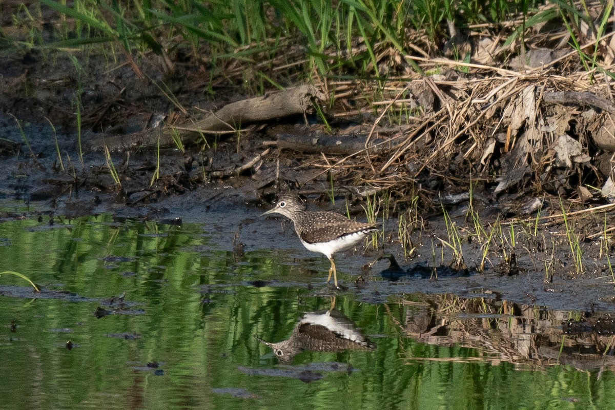 Solitary Sandpiper - Guy Cadieux