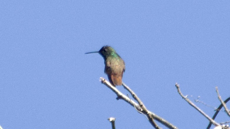 Berylline Hummingbird - Jan Ekkers