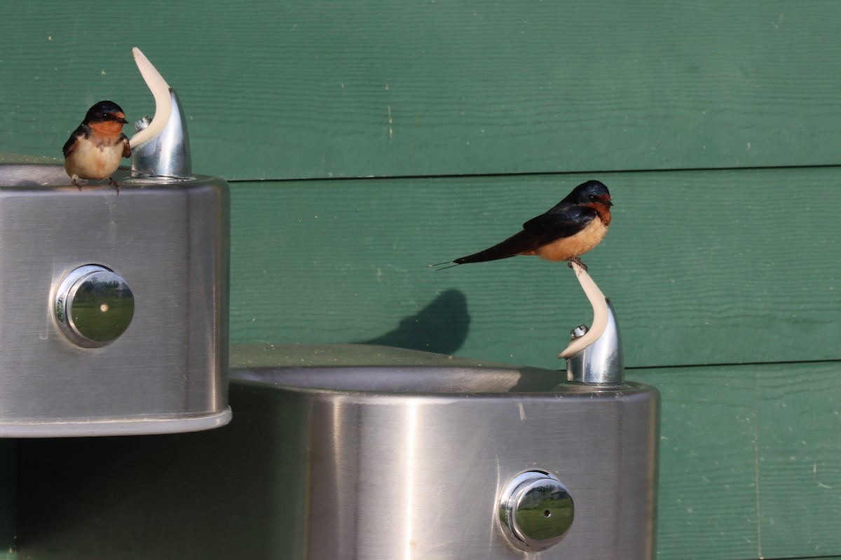 Barn Swallow - Vicky Atkinson