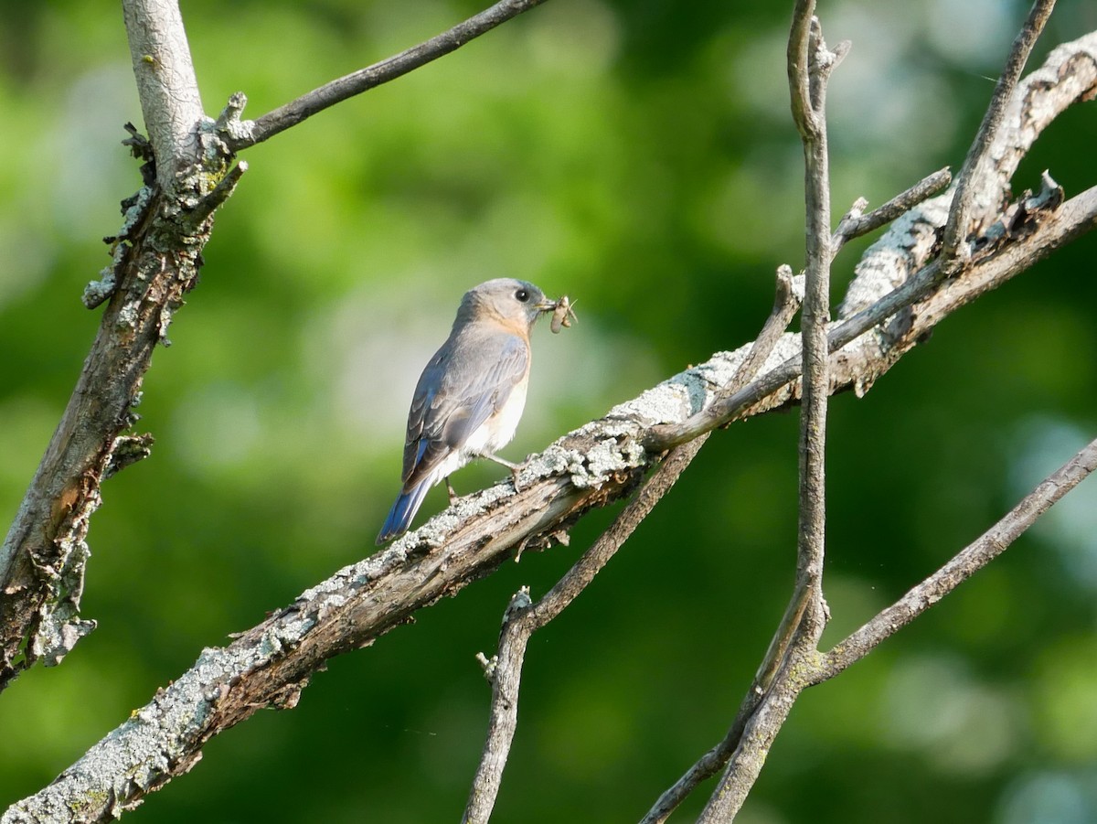 Eastern Bluebird - Gail Smith