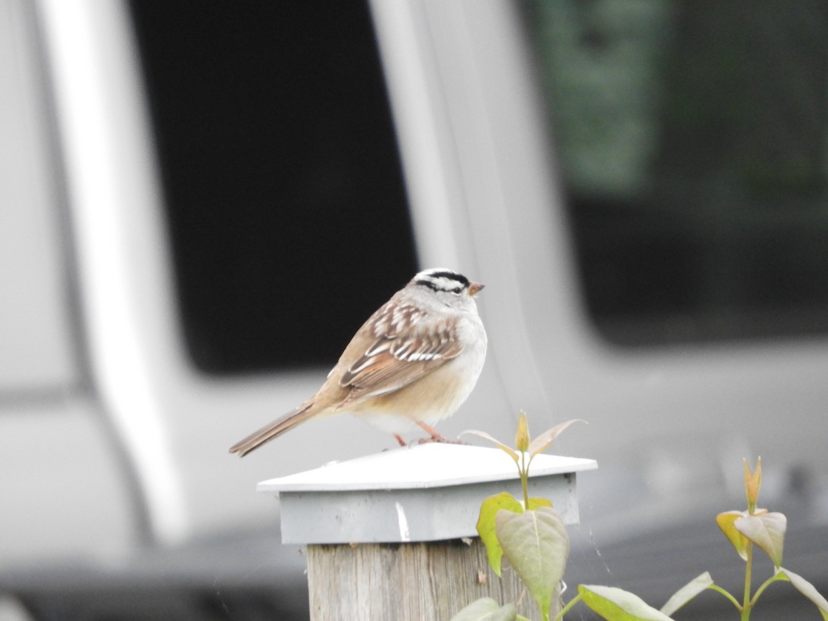 White-crowned Sparrow - ML619079243