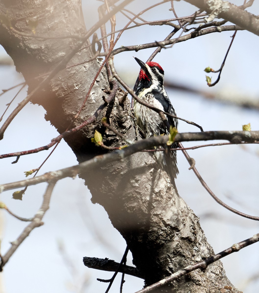 Yellow-bellied Sapsucker - ML619079251