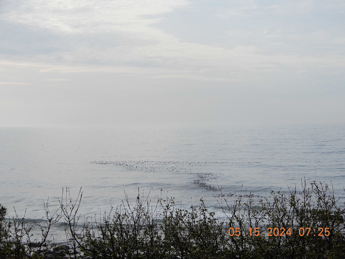 Black Scoter - Patricia Ottens-Wainright