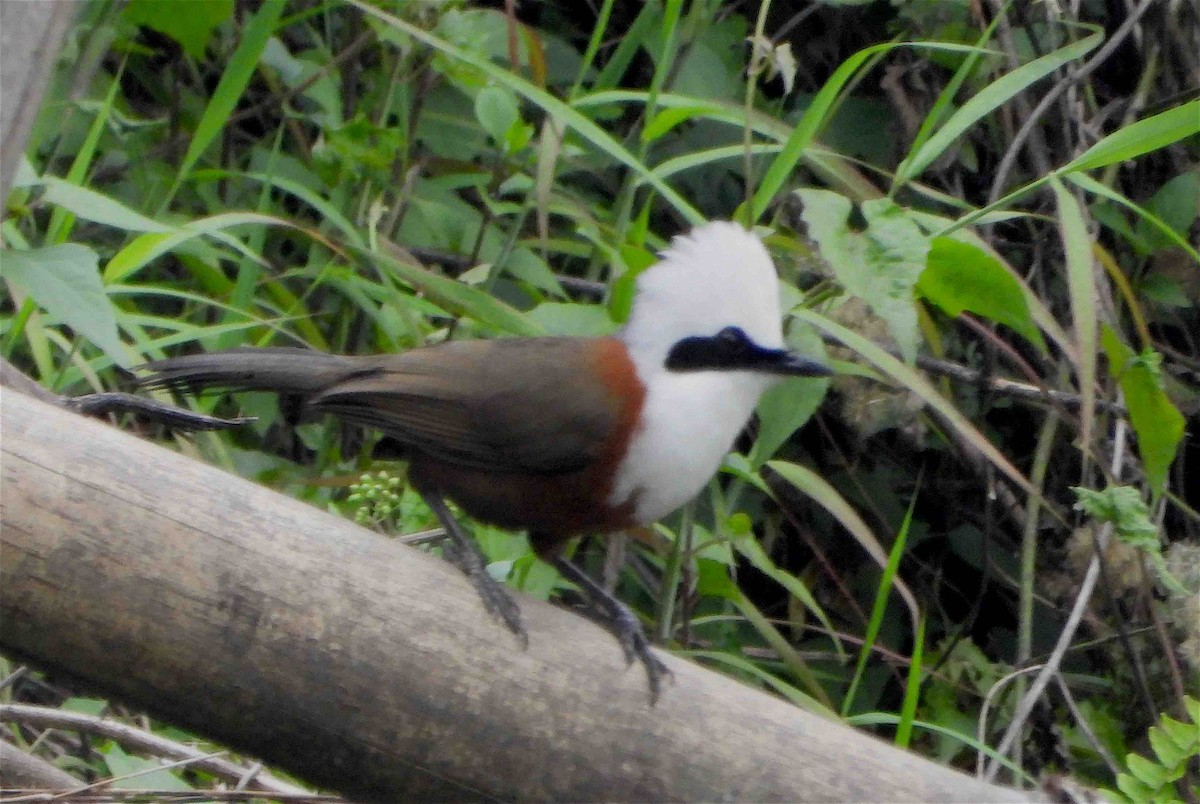 White-crested Laughingthrush - Beena Menon