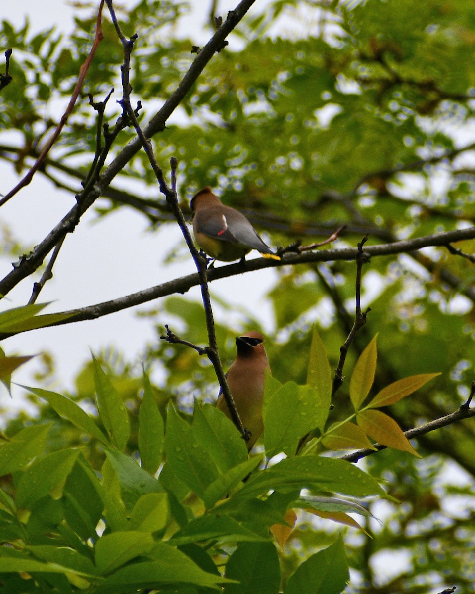 Cedar Waxwing - ML619079266