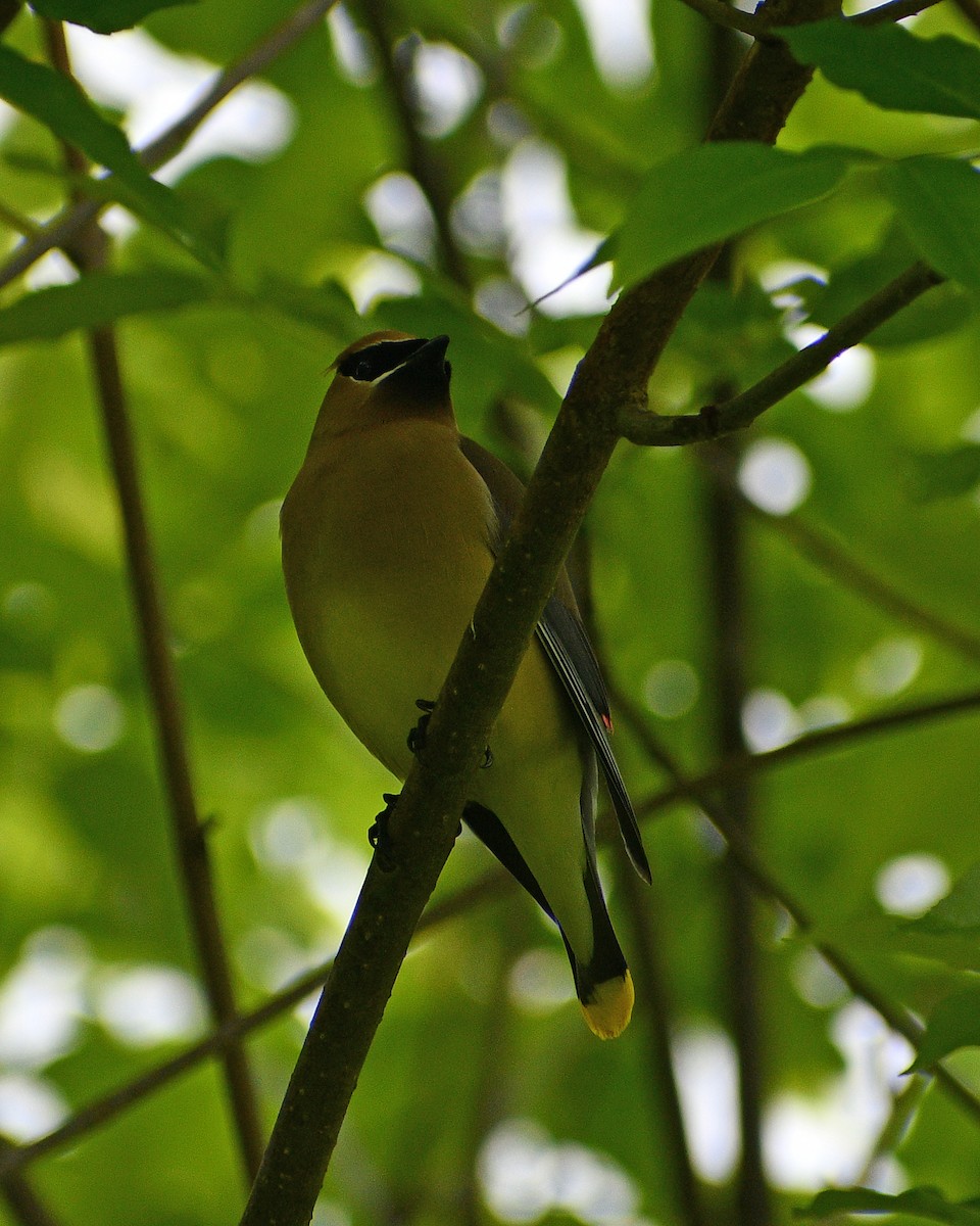 Cedar Waxwing - Kevinn Fung