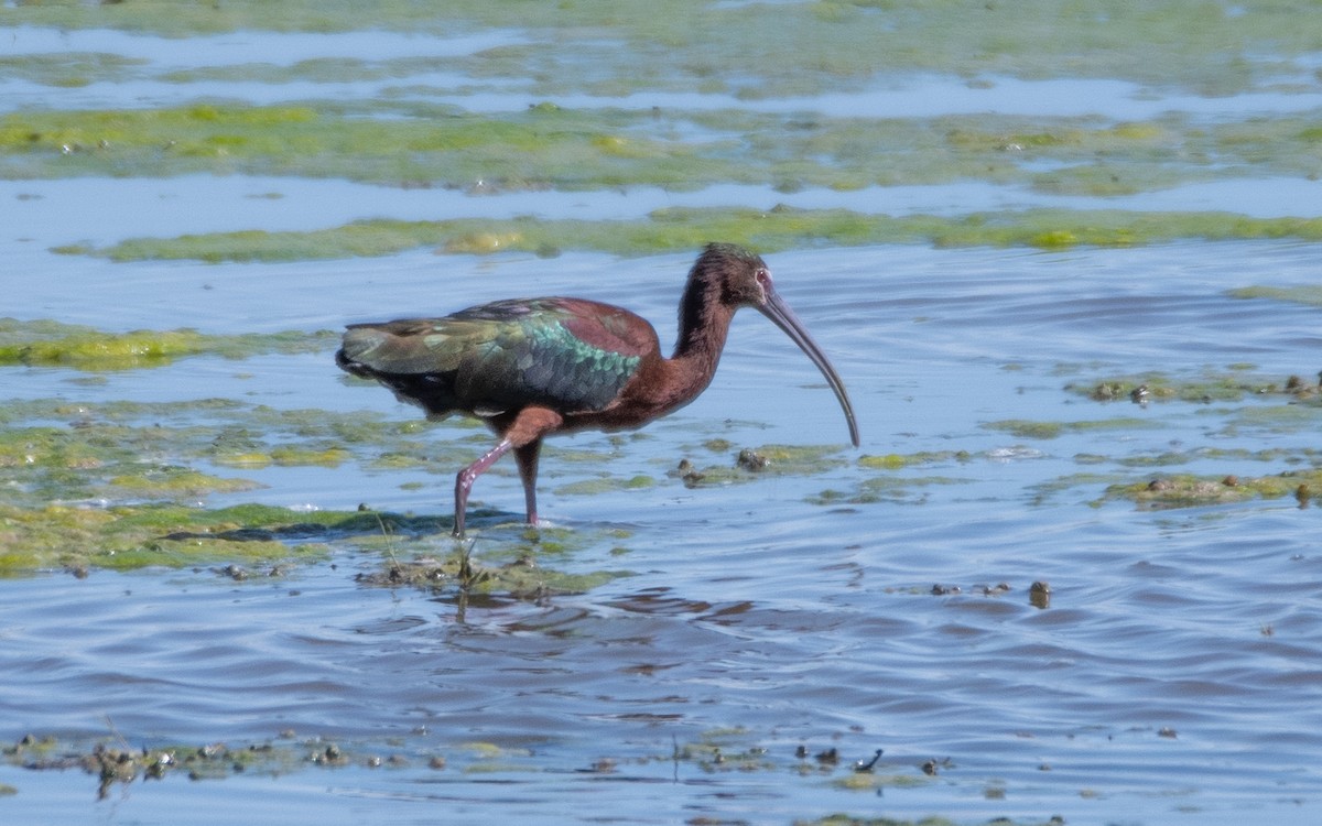 White-faced Ibis - Dennis Utterback