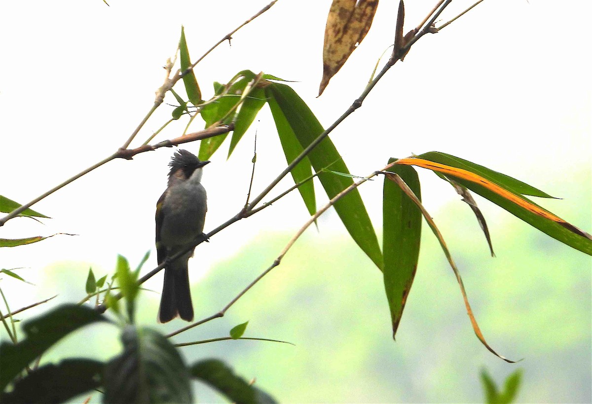 Bulbul à ailes vertes - ML619079296