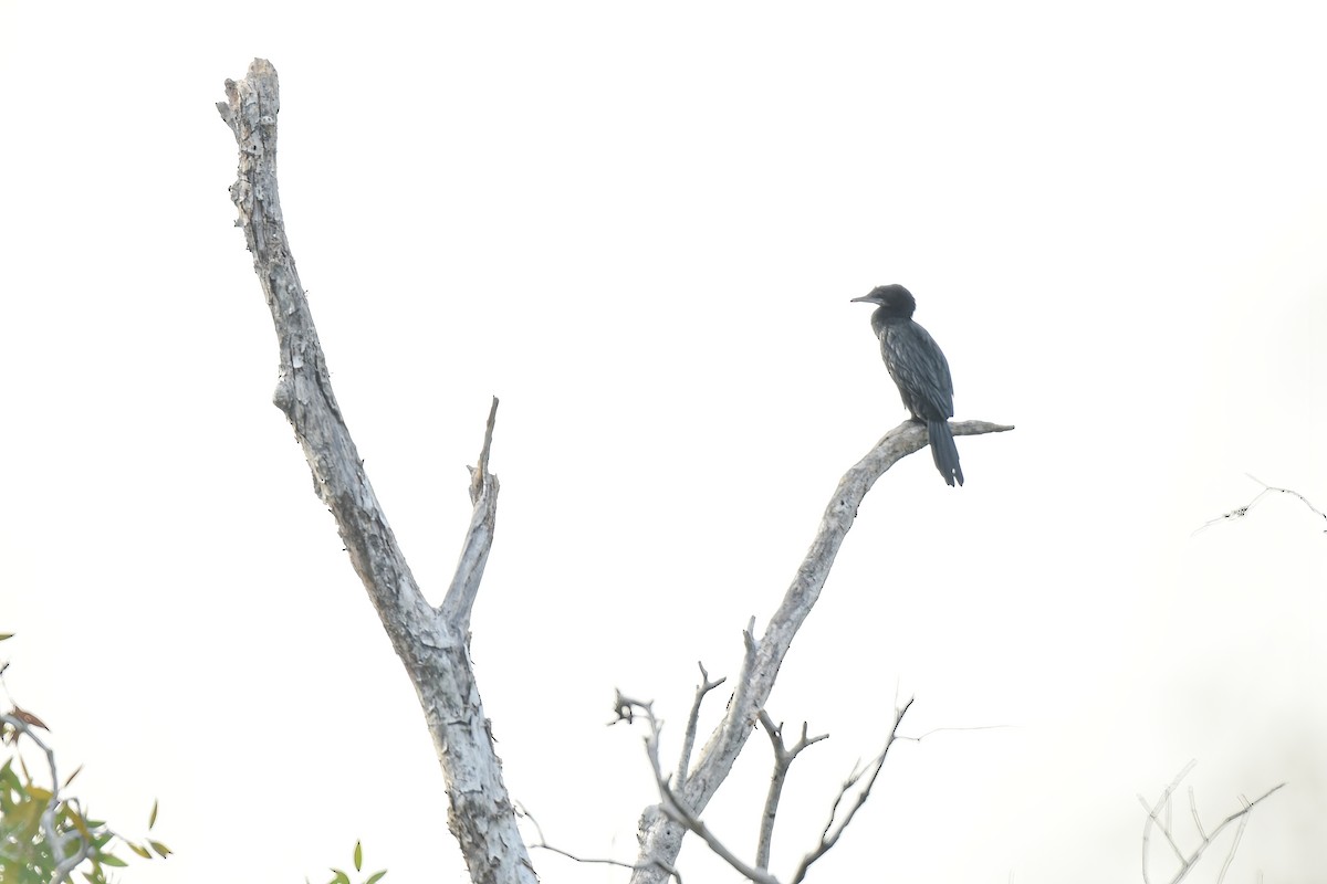 Little Cormorant - Thitiphon Wongkalasin