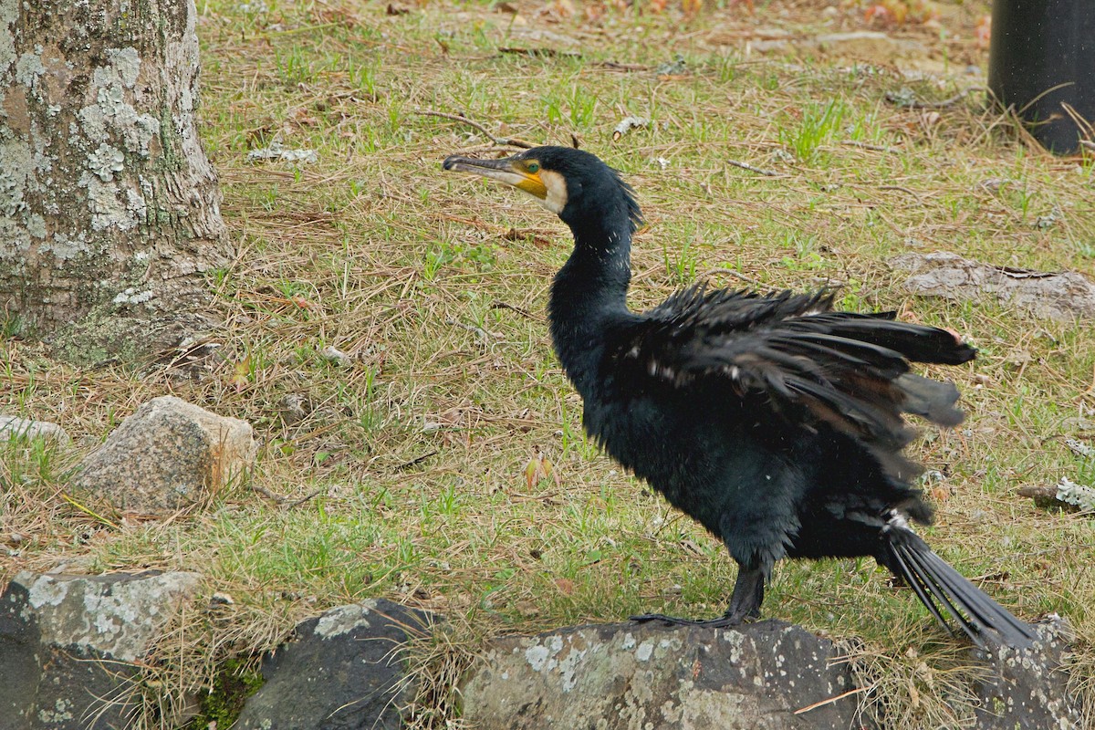 Great Cormorant - Brad Kremer