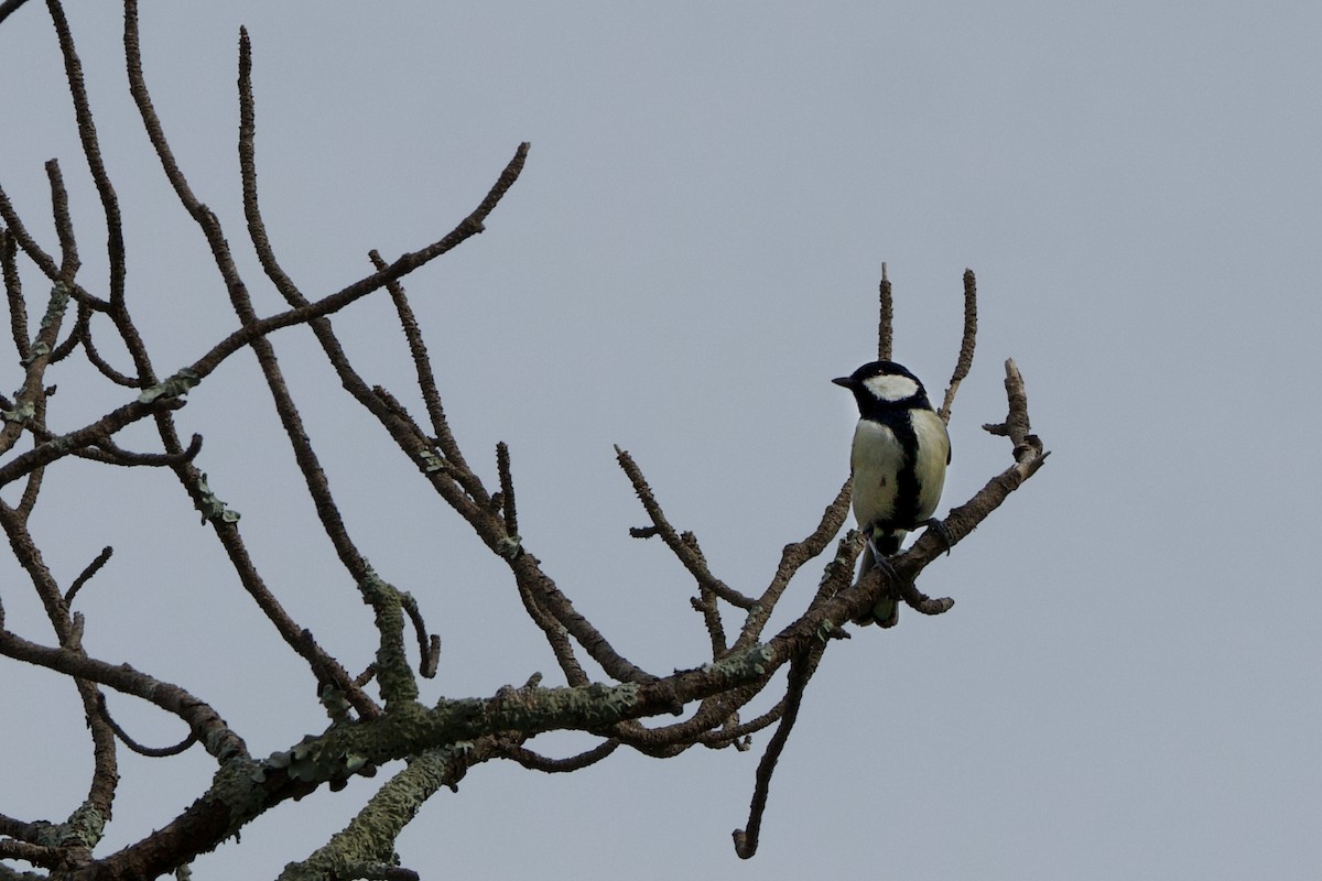 Japanese Tit - Brad Kremer