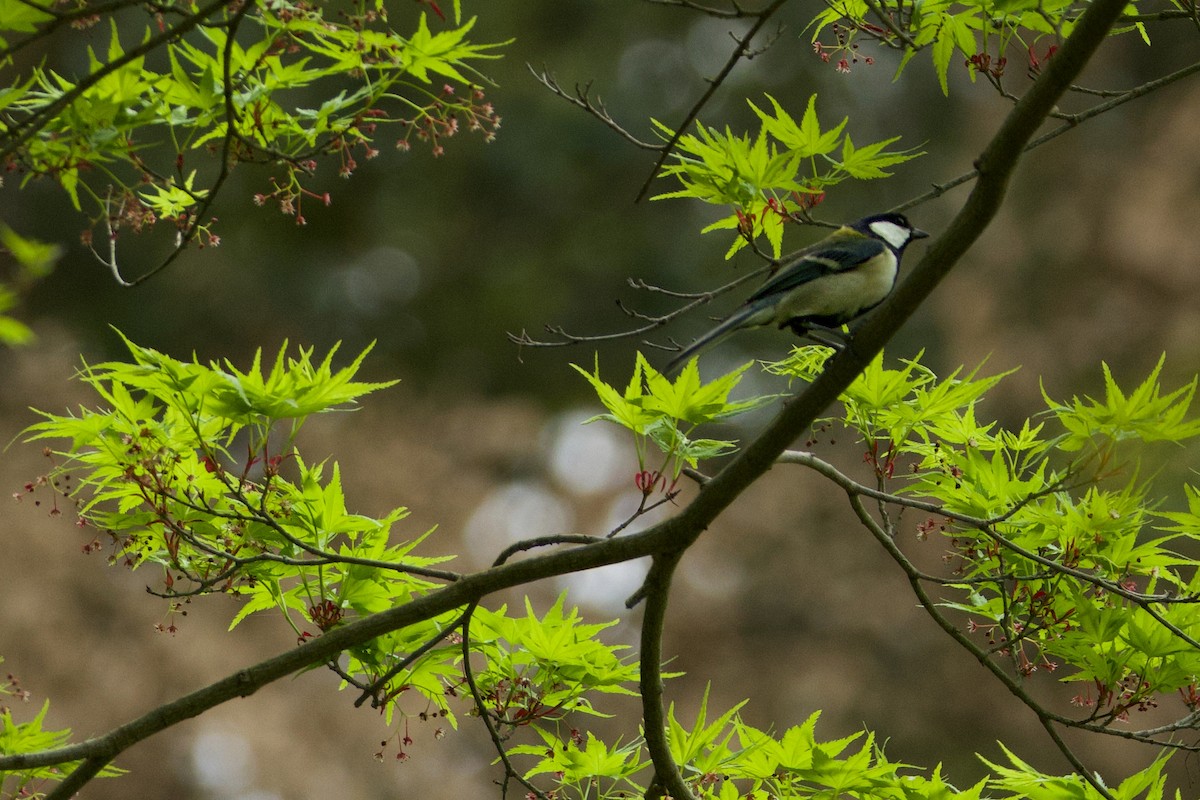 Japanese Tit - Brad Kremer