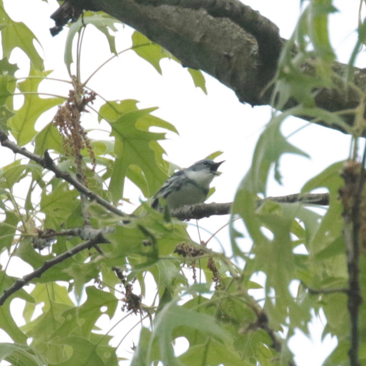 Cerulean Warbler - Paul Jacyk