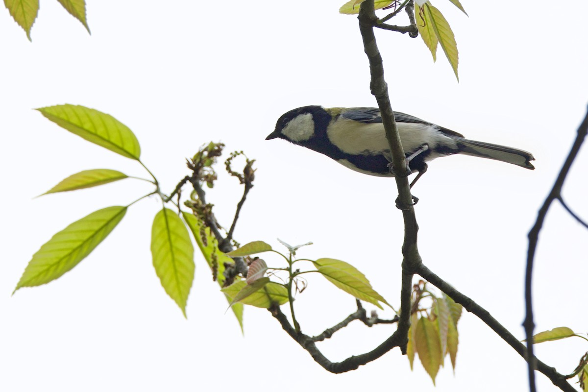 Japanese Tit - Brad Kremer