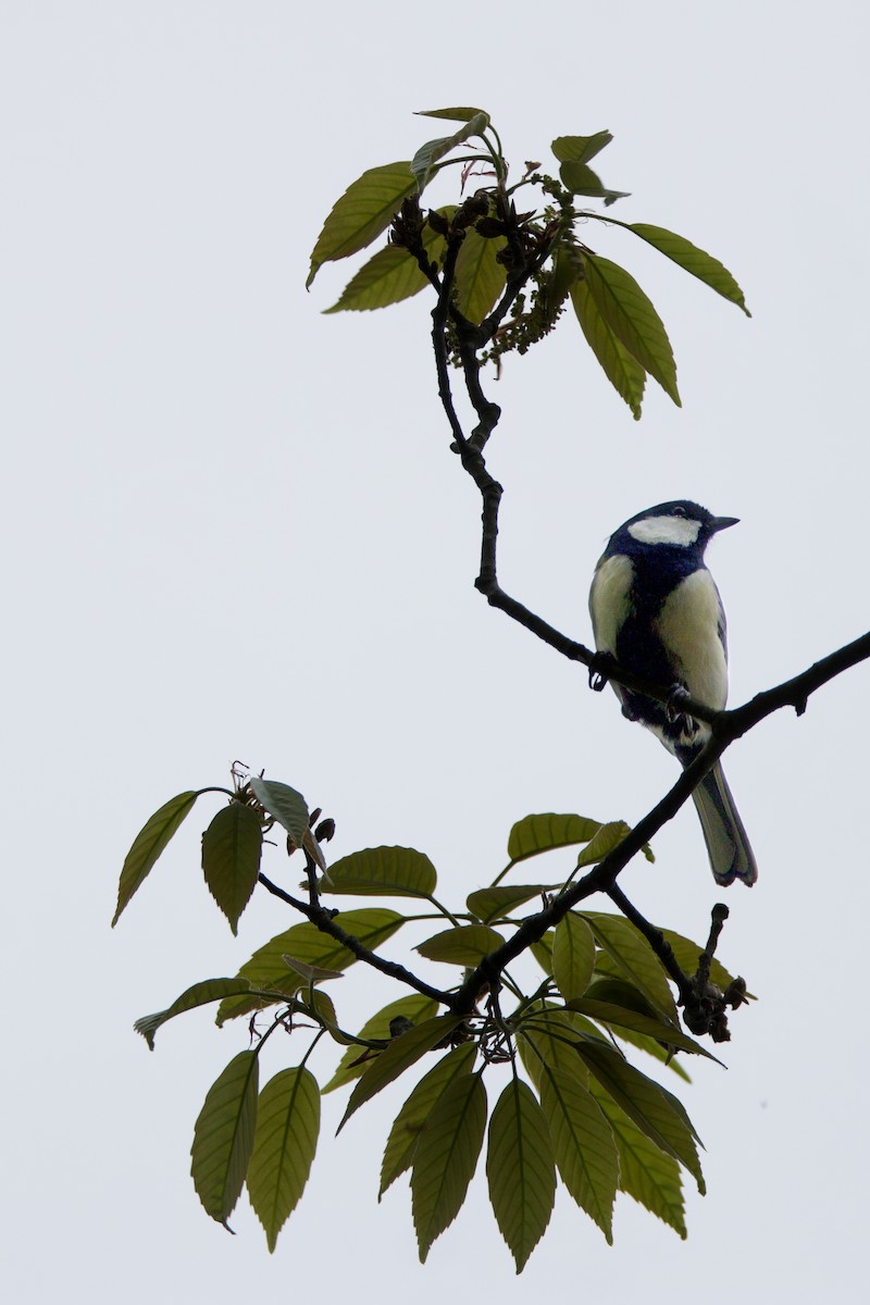 Japanese Tit - Brad Kremer