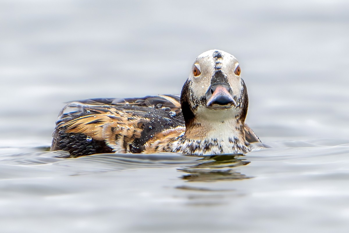 Long-tailed Duck - Ashley Pichon