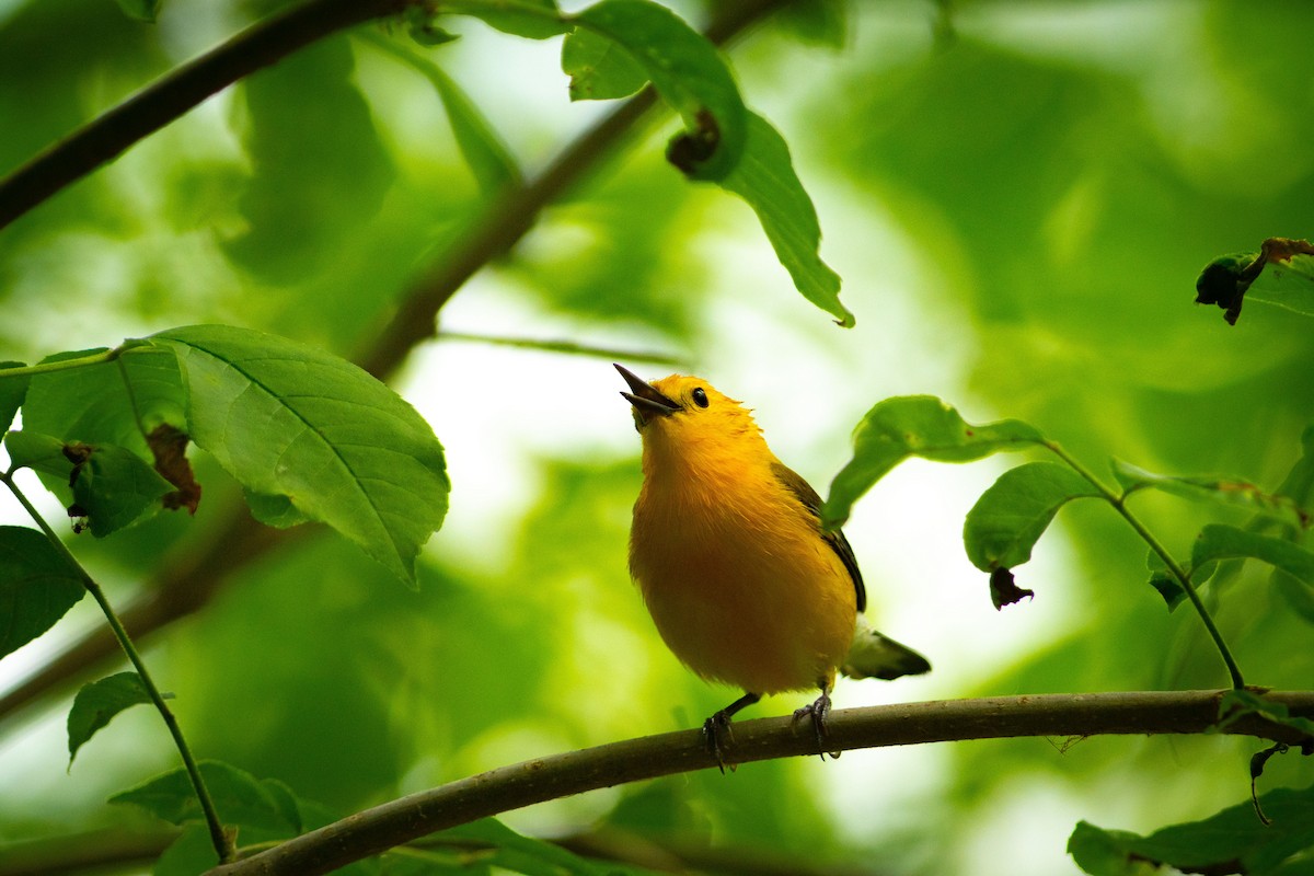 Prothonotary Warbler - Nicholas Hinnant