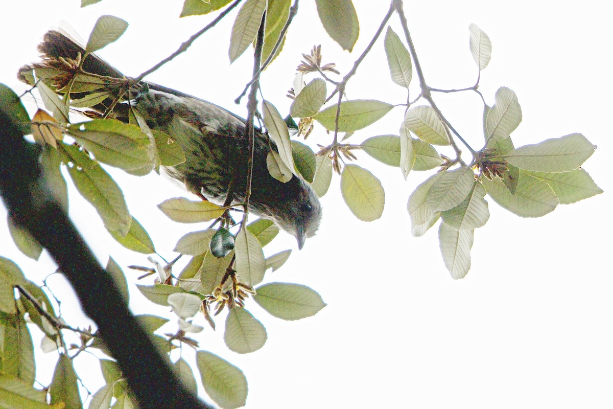 Brown-eared Bulbul - Brad Kremer