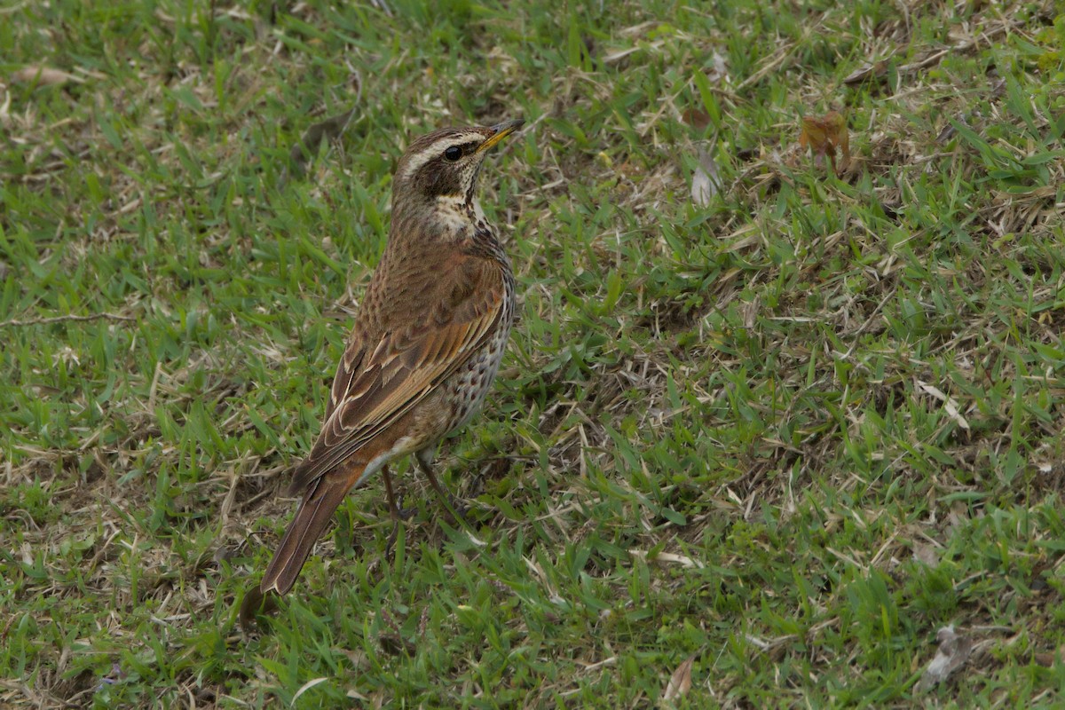 Dusky Thrush - ML619079396