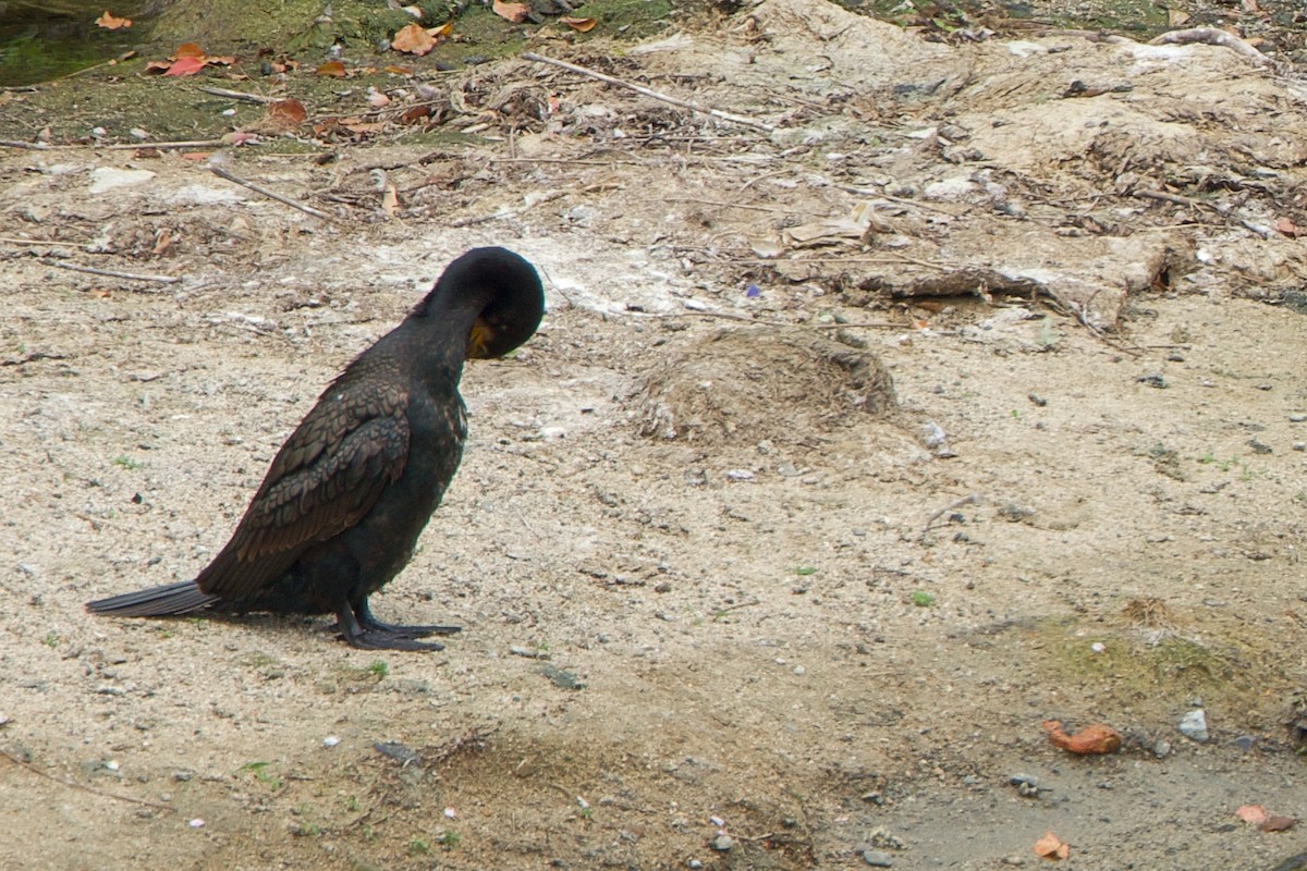 Great Cormorant - Brad Kremer