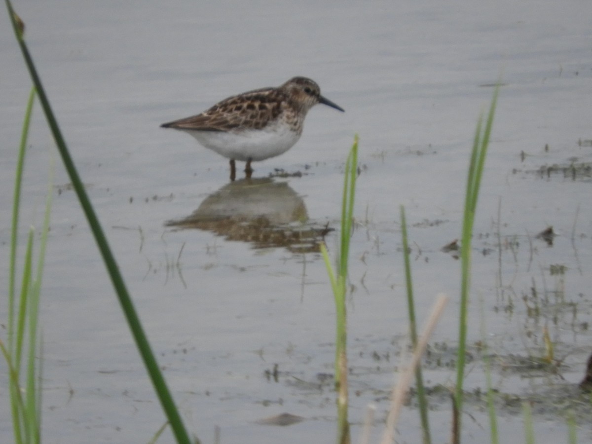 Least Sandpiper - ML619079405