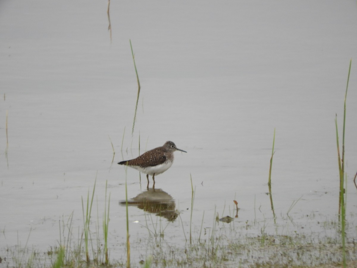 Solitary Sandpiper - ML619079433