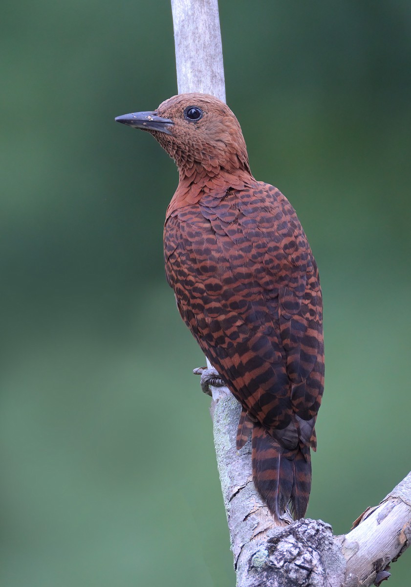 Rufous Woodpecker - sheau torng lim