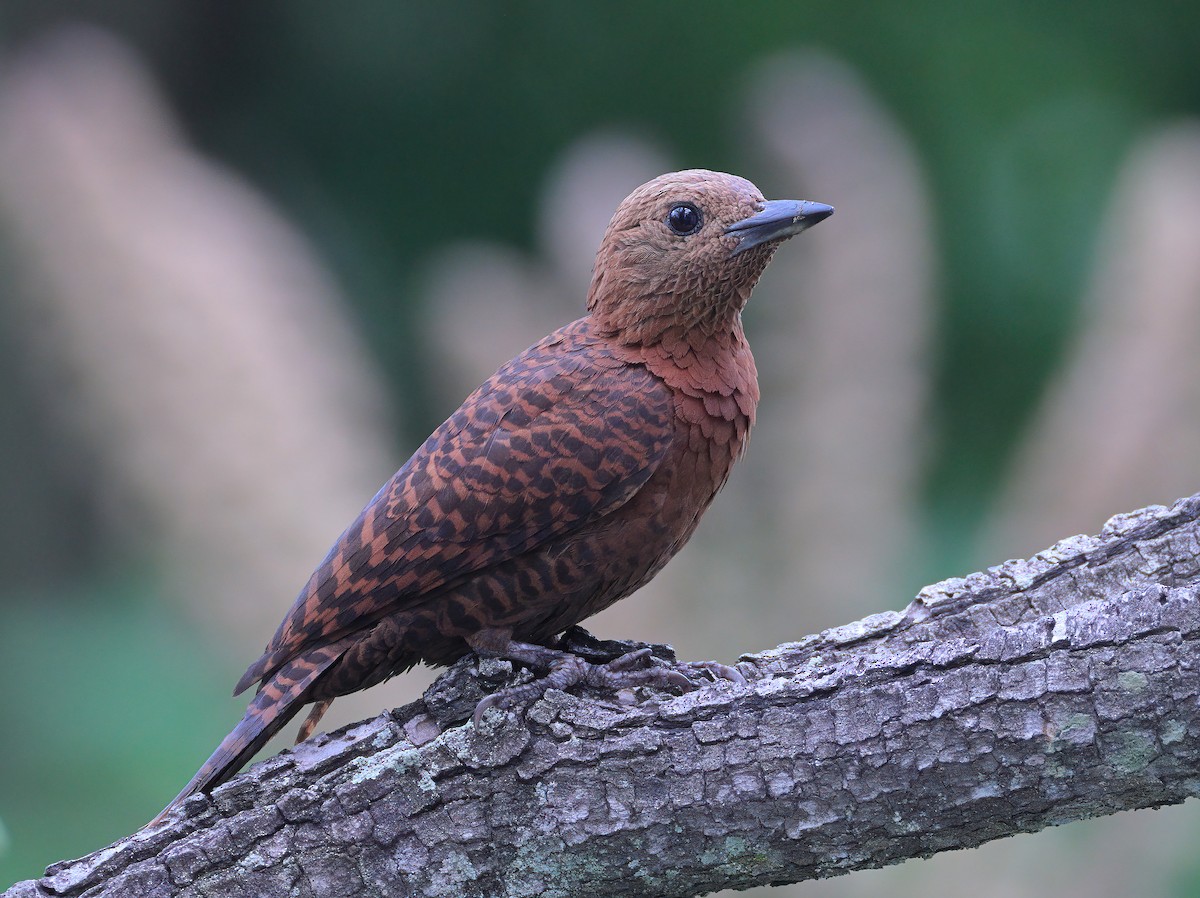Rufous Woodpecker - sheau torng lim