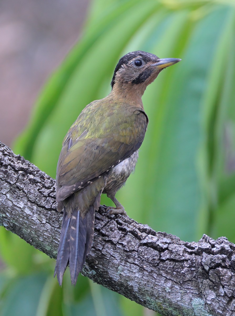 Laced Woodpecker - sheau torng lim